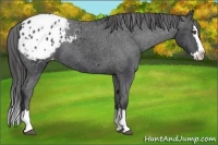 Horse Color:Black Sabino Splash Appaloosa 