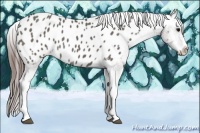 Horse Color:Grullo Splash Tobiano Appaloosa Rabicano 