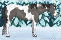 Horse Color:Grullo Splash Tobiano