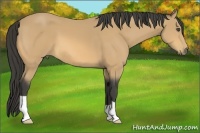 Horse Color:Buckskin 