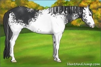 Horse Color:White Spotted Black