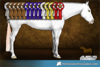 Horse Color:White Spotted Sable Champagne Dun Appaloosa