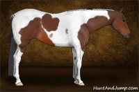 Horse Color:Bay Tobiano 