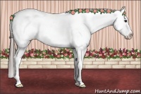 Horse Color:Black Near Leopard