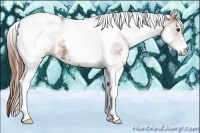 Horse Color:White Spotted Chestnut Tobiano 