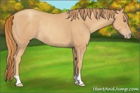 Horse Color:Gold Champagne Rabicano 