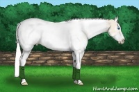 Horse Color:White Spotted Silver Perlino Splash Tobiano Frame 