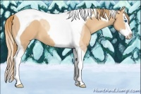 Horse Color:Gold Champagne Splash Tobiano 