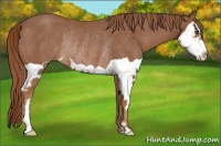 Horse Color:Chestnut Splash Frame Rabicano