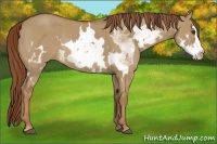 Horse Color:White Spotted Red Dun Splash Frame Rabicano 