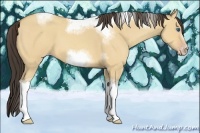 Horse Color:Amber Champagne Dun Sabino Splash Tobiano Frame Rabicano