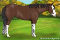 Horse Color:Bay Splash 