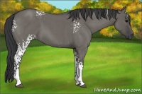 Horse Color:White Spotted Grullo Roan 
