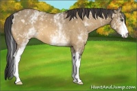 Horse Color:White Spotted Buckskin Dun 