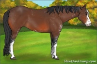 Horse Color:Bay Sabino