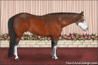 Horse Color:Brown Sabino