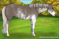 Horse Color:Silver Black Sabino Rabicano 