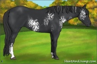 Horse Color:White Spotted Black 