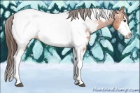 Horse Color:Bay Splash Tobiano Appaloosa 