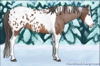 Horse Color:Bay Splash Tobiano Appaloosa 