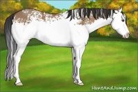 Horse Color:White Spotted Bay Dun Splash 