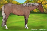 Horse Color:Silver Bay Roan 