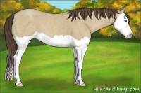 Horse Color:Classic Cream Champagne Dun Splash 
