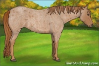 Horse Color:Red Roan Frame