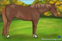 Horse Color:Chestnut 