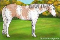 Horse Color:White Spotted Silver Bay Roan Splash 