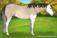 Horse Color:Buckskin Roan Dun Splash