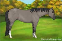 Horse Color:Grullo Roan