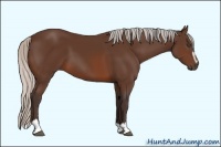 Horse Color:Silver Brown Sabino 
