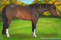 Horse Color:Brown 