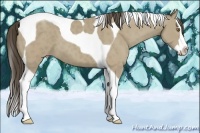 Horse Color:Classic Cream Champagne Sabino Splash Tobiano 