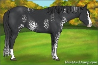 Horse Color:White Spotted Black Splash