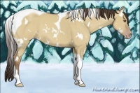 Horse Color:White Spotted Classic Champagne Dun Tobiano 