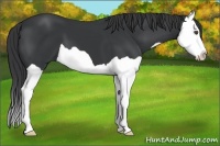 Horse Color:Black Splash 