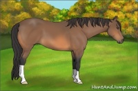 Horse Color:Buckskin 