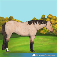 Horse Color:Unknown 