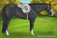 Horse Color:Black Sabino 