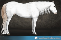 Horse Color:Black Pearl Sabino