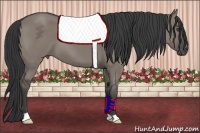 Horse Color:Grullo