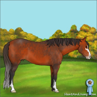 Horse Color:Bay Sabino 