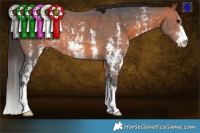 Horse Color:Brown Sabino