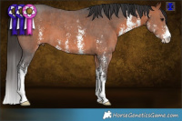 Horse Color:Brown Sabino