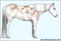 Horse Color:Bay Sabino 