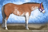Horse Color:Bay Sabino 