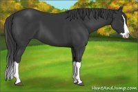 Horse Color:Black Splash