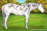 Horse Color:Brown Sabino
